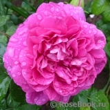 Princess Anne Princess Anne