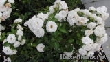Aspirin Rose Aspirin Rose