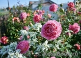 Jubilee Celebration® Jubilee Celebration®