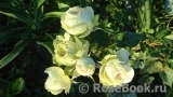 Lovely Green ® Lovely Green ®