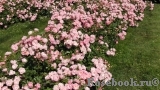 Sommerwind Sommerwind
