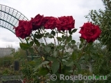 Black Baccara Black Baccara