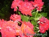 Black Baccara Black Baccara