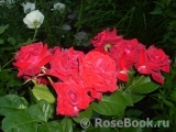 Black Baccara Black Baccara