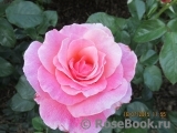 Tickled Pink Tickled Pink