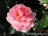 Tickled Pink Tickled Pink