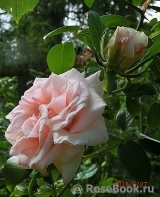Louise de Marillac Louise de Marillac