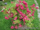 Super Excelsa Super Excelsa