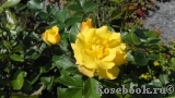 Goldmarie 82 Goldmarie 82