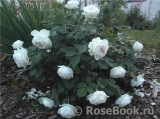 Herzogin Christiana ® Herzogin Christiana ®