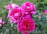 Princess Anne Princess Anne