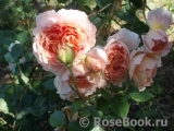 Abraham Darby Abraham Darby