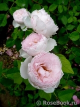The Wedgwood Rose The Wedgwood Rose