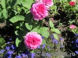 Heidi Klum Rose Heidi Klum Rose