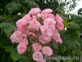 Heavenly Pink Heavenly Pink