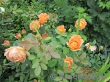 Lady of Shalott Lady of Shalott