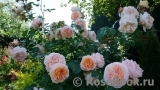 Sangerhauser Jubilaumsrose Sangerhauser Jubilaumsrose