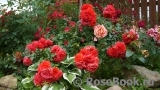 Uetersens Rosenkonigin Uetersens Rosenkonigin