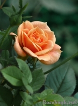 Apricot Clementine Apricot Clementine