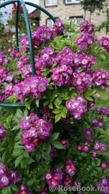 Perennial Blue