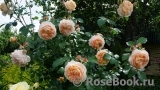 Sangerhauser Jubilaumsrose Sangerhauser Jubilaumsrose