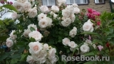 Aspirin Rose Aspirin Rose
