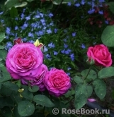 Heidi Klum Rose Heidi Klum Rose