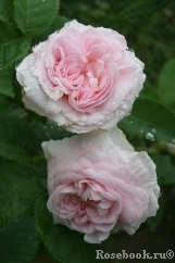 Felicite Parmentier Felicite Parmentier