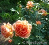Lady of Shalott Lady of Shalott