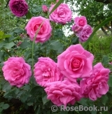 Magenta Diadem Magenta Diadem