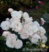 Aspirin Rose Aspirin Rose