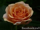 Ashram Ashram