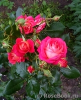 Midsummer Midsummer