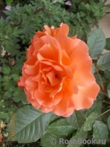 Westerland Westerland