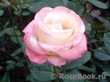 Belle Perle Belle Perle