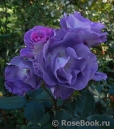 Blue for You Blue for You