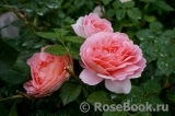 Abraham Darby Abraham Darby