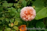 Abraham Darby Abraham Darby