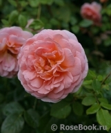Abraham Darby Abraham Darby