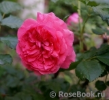 Rosarium Uetersen Rosarium Uetersen