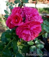 Rosarium Uetersen Rosarium Uetersen