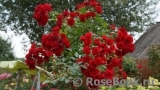 Scarlet Meillandecor Scarlet Meillandecor