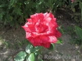 Red Intuition Red Intuition