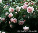 A Shropshire Lad A Shropshire Lad