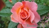 Augusta Luise Augusta Luise