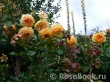Crown Princess Margareta® Crown Princess Margareta®