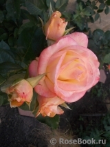 Belle Perle Belle Perle