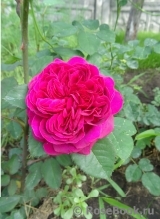 William Shakespeare 2000 William Shakespeare 2000