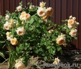 Crown Princess Margareta® Crown Princess Margareta®