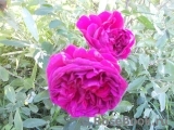 Falstaff® Falstaff®